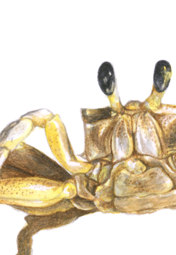 Crab Print