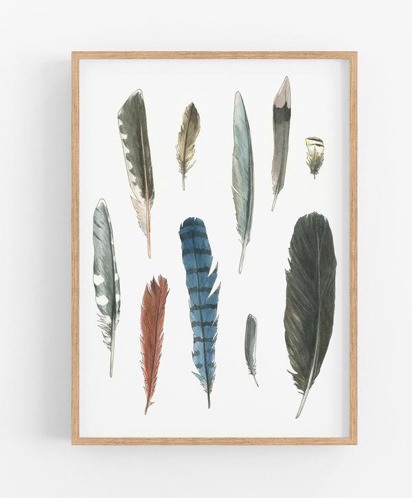 Backyard Feathers Print