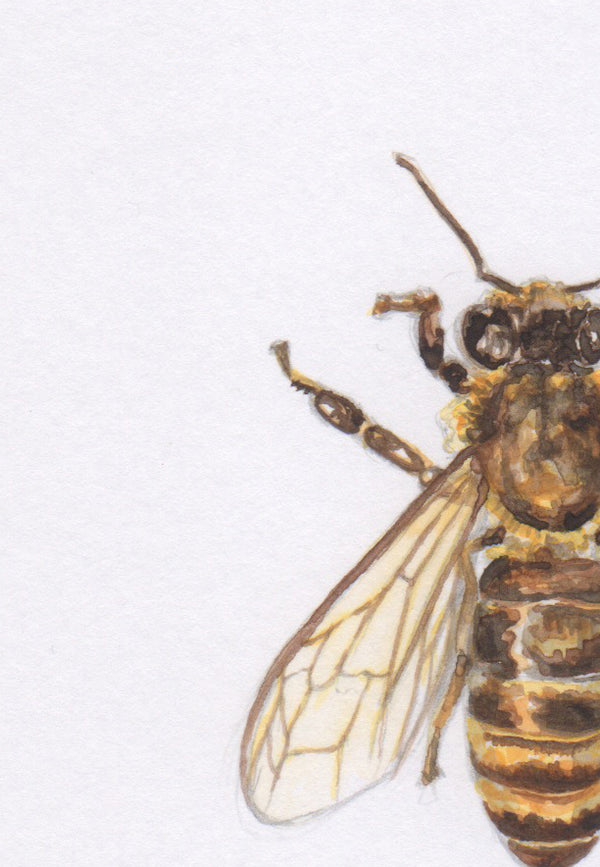 Honey Bee Print