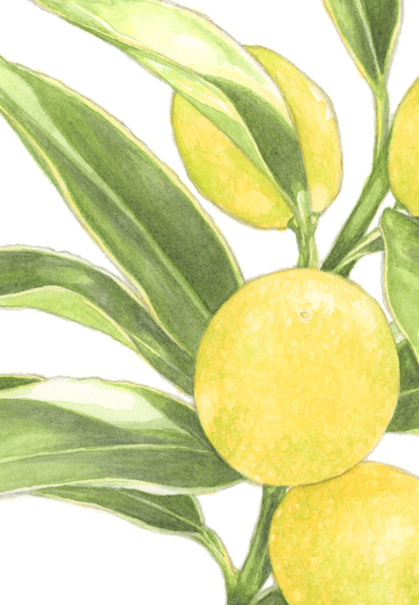 Lemon Branch Print