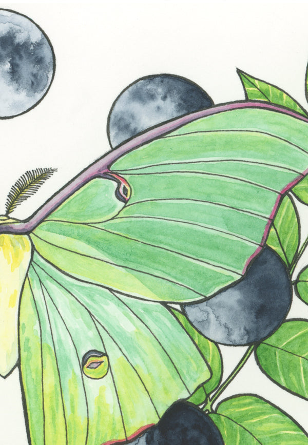Luna Moth Print