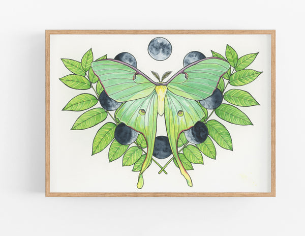 Luna Moth Print