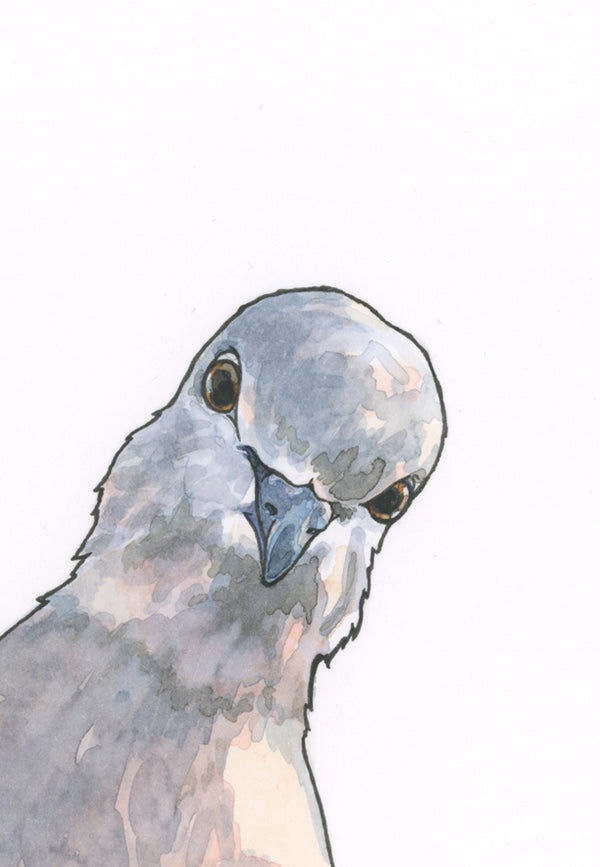 Curious Pigeon Print