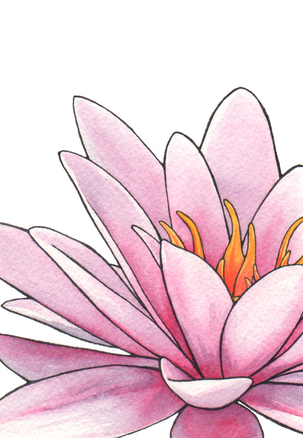 Pink Lily Rising Print