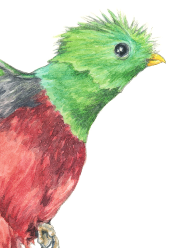 Quetzal Bird Print