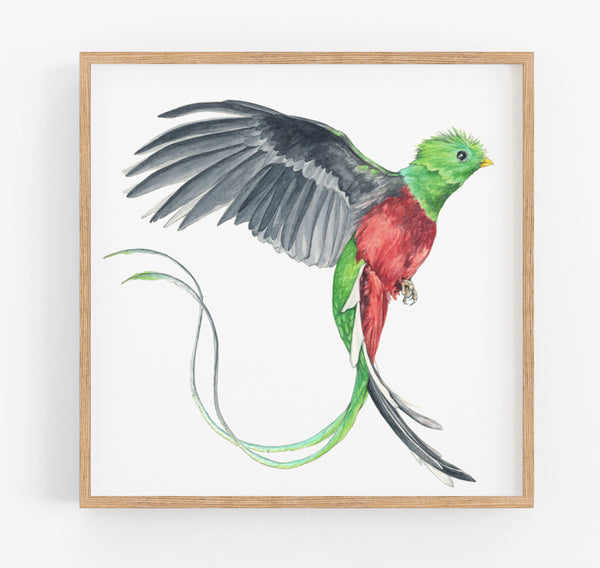Quetzal Bird Print