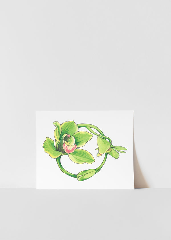 Green Orchid Print