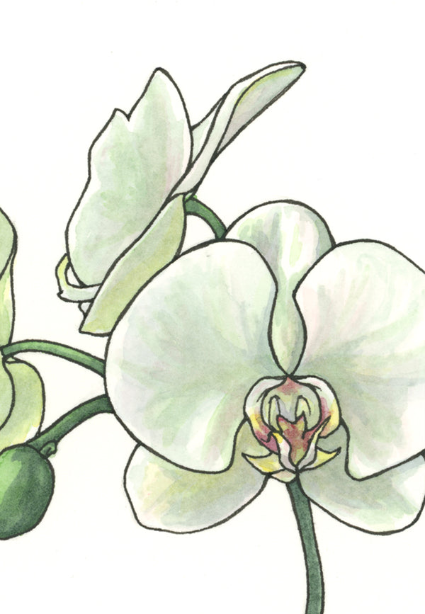 White Orchid Print