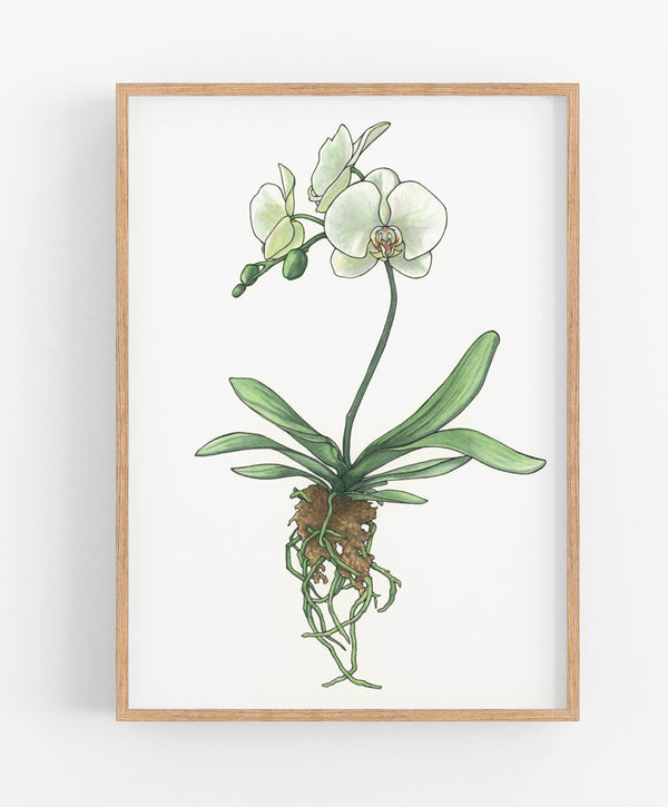 White Orchid Print