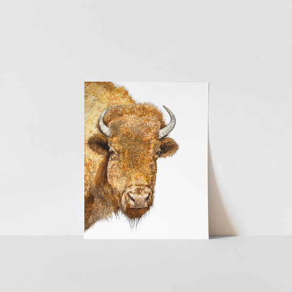 buffalo head watercolor illustration painting