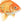 Goldfish Print