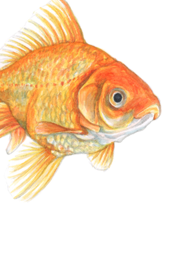 Goldfish Print
