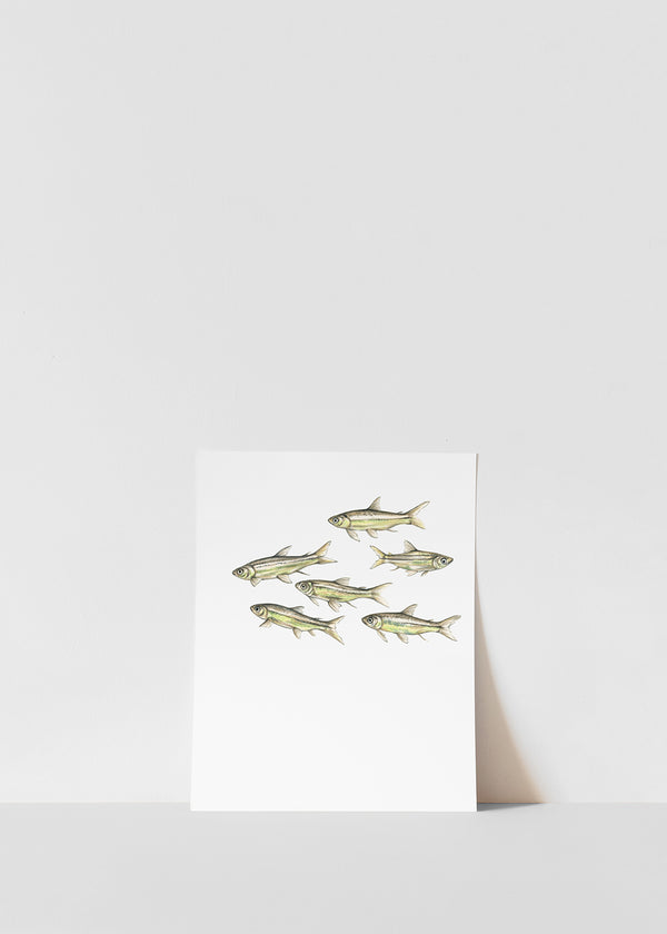 Guppies Print