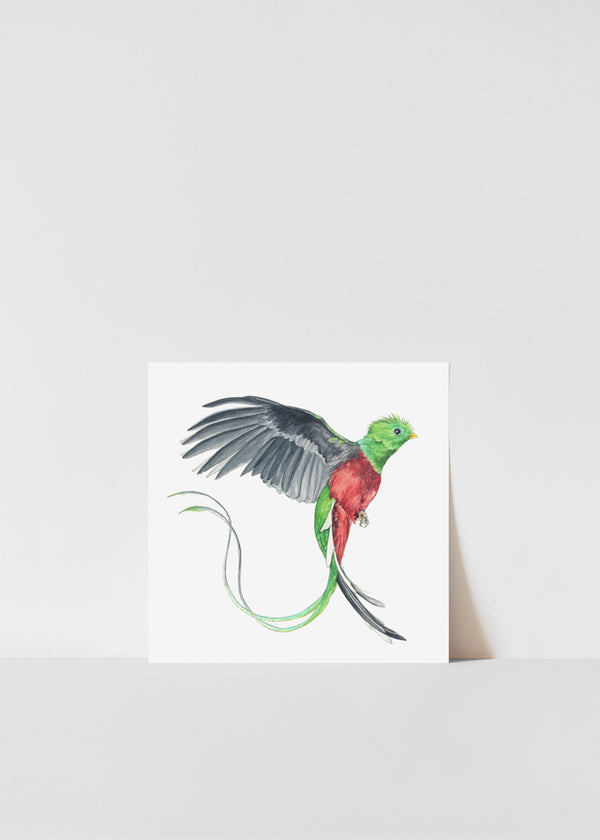 Quetzal Bird Print