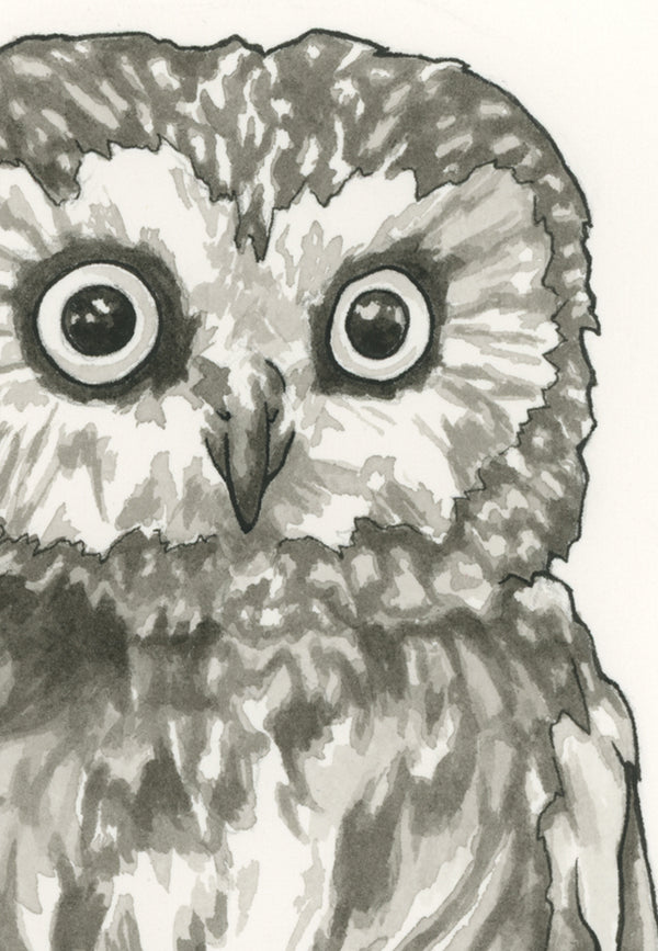 Boo the Saw-whet Owl Print