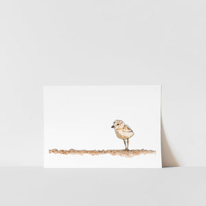 A print of a sandpiper bird positioned on a white background, with a white border and a signature in pencil at the bottom right corner.
