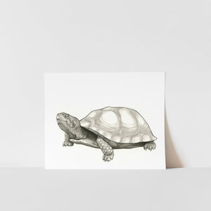 A black and white print of a turtle on a white background, presented in a simple frame.