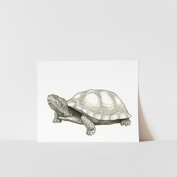 A black and white print of a turtle on a white background, presented in a simple frame.