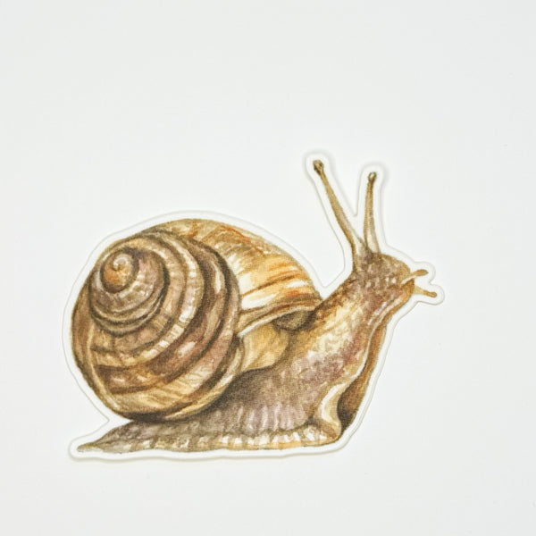 Snail Sticker