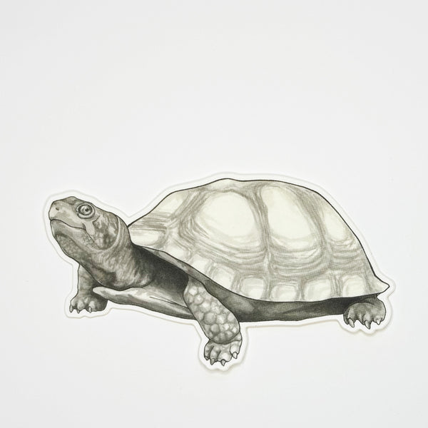 Turtle Sticker